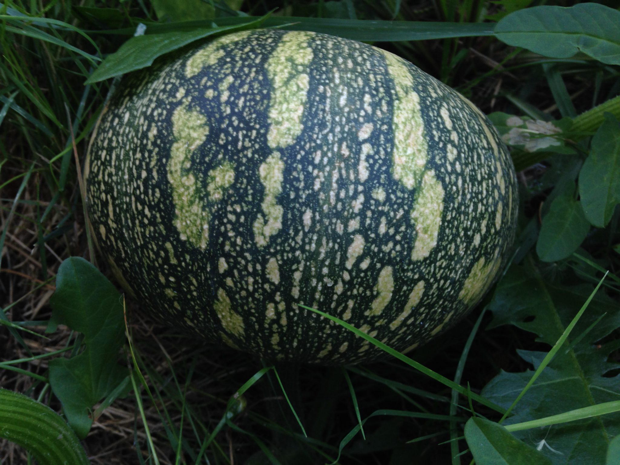 Fresh African Pumpkin Sali Farm Uganda Ltd